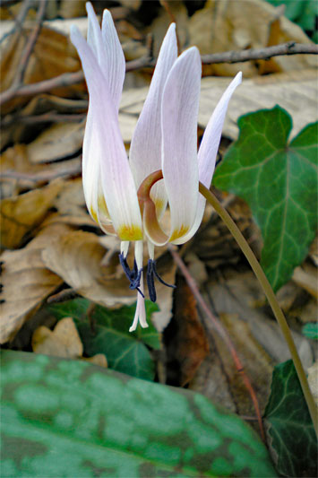 Blass violette Blüte einer Hundszahnlilie, botanischer Name Erythronium dens-canis, mit braun-grün gescheckten Blättern