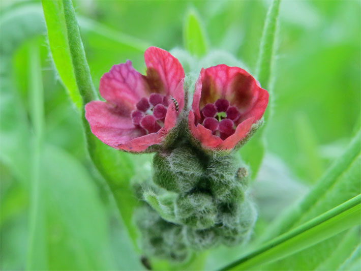 Dunkel-violette Tellerblüten einer Gewöhnlichen Hundszunge, botanischer Name Cynoglossum officinale