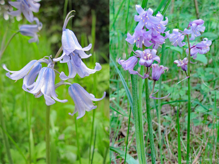 Zwei Spanische Hasenglöckchen, botanischer Name Hyacinthoides hispanica, einmal blass-lila und einmal blass-violett blühend