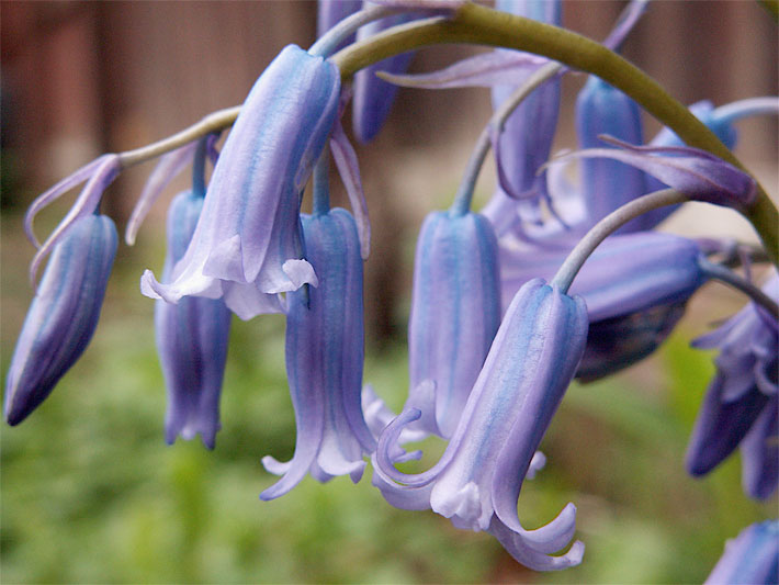 Blau-violette Blüten von einem Atlantischen Hasenglöckchen, botanischer Name Hyacinthoides non-scripta