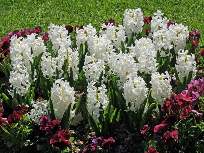 Weiße Blüten einer Garten-Hyazinthe, botanischer Name Hyacinthus orientalis der Sorte Carnegie, als kleines Blumenrabatt gepflanzt