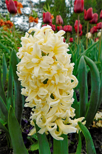 Cremfarben-gelbliche Blüte einer Garten-Hyazinthe, botanischer Name Hyacinthus orientalis, in einem Staudenbeet, im Hintergrund blühende rote Tulpen