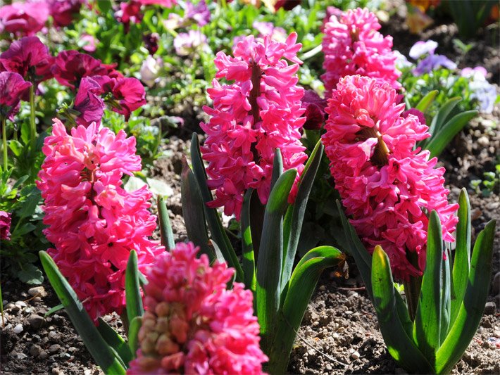 Rosa-roten Blüten von Garten-Hyazinthen, botanischer Name Hyacinthus, der Sorte Jan Bos