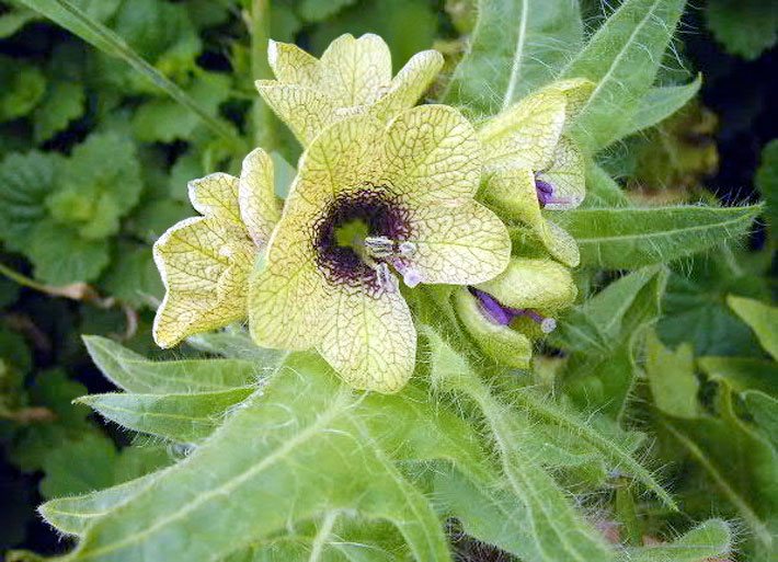 Blassgelbe Blüte vom Schwarzen Bilsenkraut, botanischer Name Hyoscyamus niger