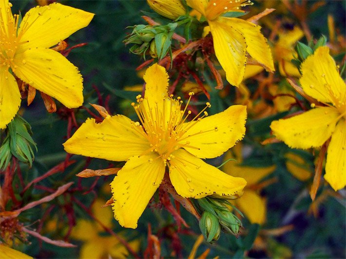 Honig-gelbe Blüten einer Johanniskraut-Pflanzung