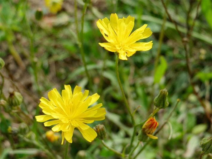 Gelbe Körbchen-Blüte von einem Gewöhnlichen Ferkelkraut (Hypochaeris radicata)