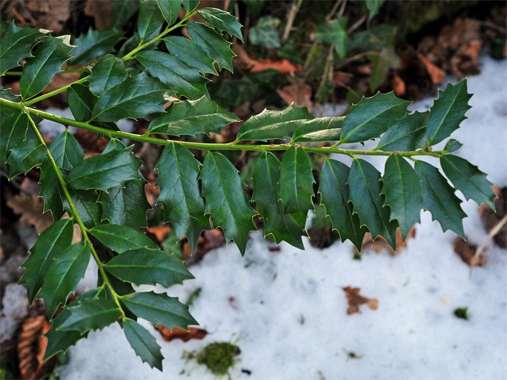Dunkelgrüne, ledrige Dornen-Blätter einer Europäischen Stechpalme, botanischer Name Ilex aquifolium