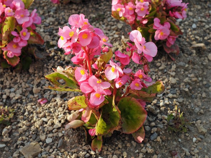 Rosa Blüten einer immerblühenden Eis-Begonie, botanischer Name Begonia semperflorens, in einem Blumenbeet vor der Terrasse