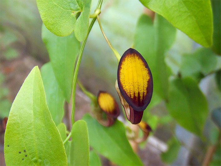 Lila-gelbe Kessel-Gleitfallen-Blüte einer Immergrünen Osterluzei, botanischer Name Aristolochia sempervirens