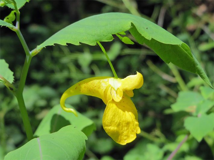 Hängende Rachenblüte mit gelber Blüte-Farbe von einem Echten / Großem Springkraut, botanischer Name Impatiens noli-tangere