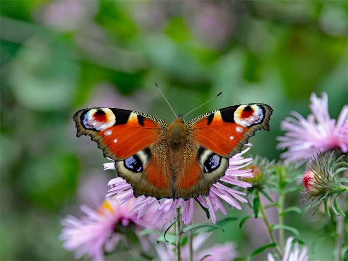 Tagpfauenauge, zoologisch auch Inachis io, bei der Bestäubung einer Blumen-Blüte (Aster) mit goldgelber Korbblüte und rosa-violetten Zungenblüten auf einer Garten-Wiese