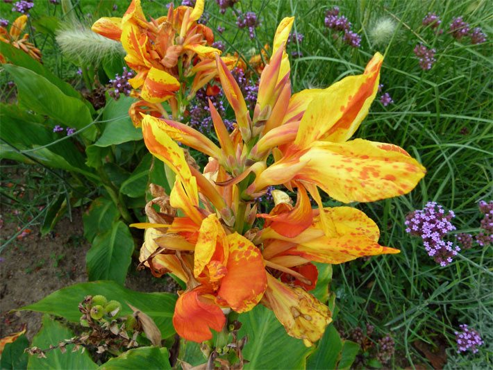 Gelb-orangerot gemusterte, großblütige Blüten von einem Indischen Blumenrohr im Garten, botanischer Name Canna indica