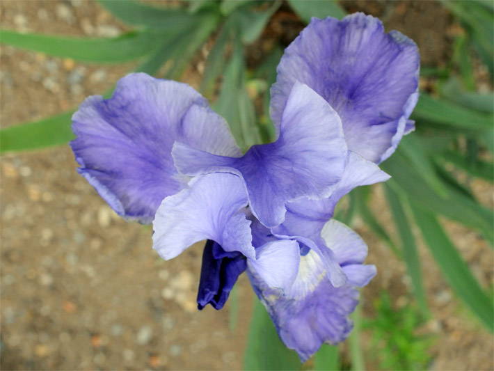 Blau-violette Blüte einer Iris-Hybride, botanischer Name Barbata-Elatior-Gruppe, der Sorte Pacific Panorama in einem Blumenbeet