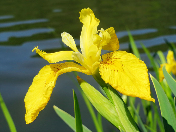 Sumpf-Schwertlilie mit gelben Blüten, auch Wasserlilie, am Wasserrand, botanischer Name Iris pseudacorus