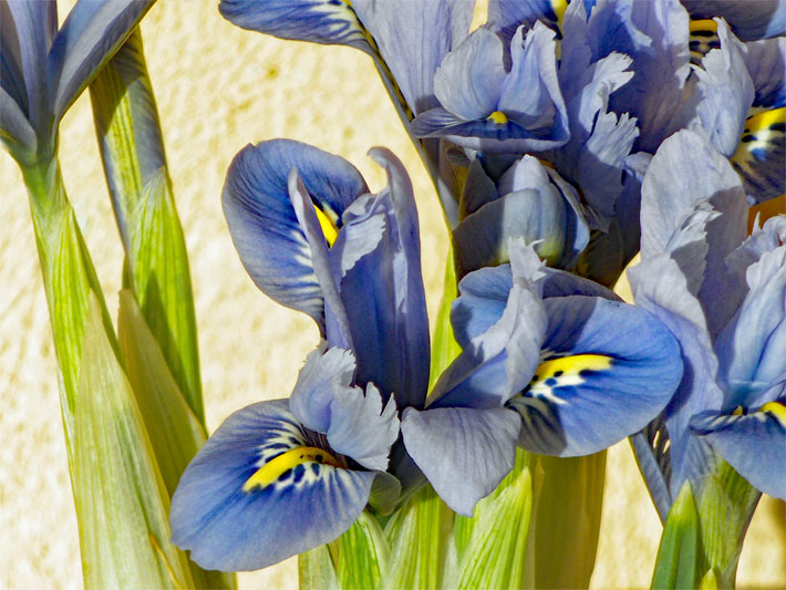 Blau blühende Netzblatt-Schwertlilie / Winter-Iris, botanisch Iris reticulata, mit gelbem Muster zur Blüten-Mitte hin in einem Pflanzen-Kübel zum Vorziehen