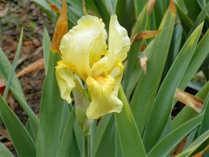 Gelb blühende Echte / Deutsche Schwertlilie, botanischer Name Iris x germanica, in einem Blumen-Beet 