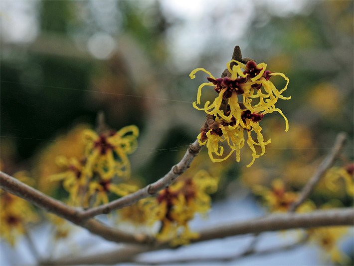 Zwei gelb-schwarz-dunkelrote Blüten einer Japanischen Zaubernuss, botanischer Name Hamamelis japonica