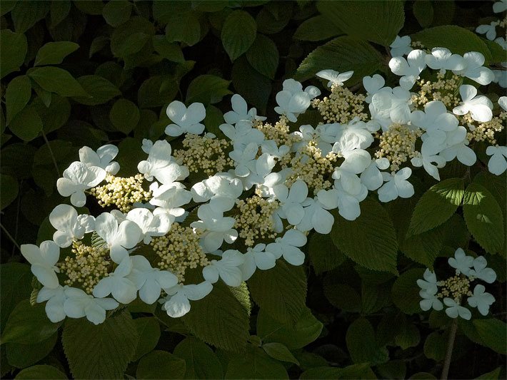 Weiß-gelbe Blüten von einem Japanischen Schneeball der Sorte Mariesii, botanischer Name Viburnum plicatum
