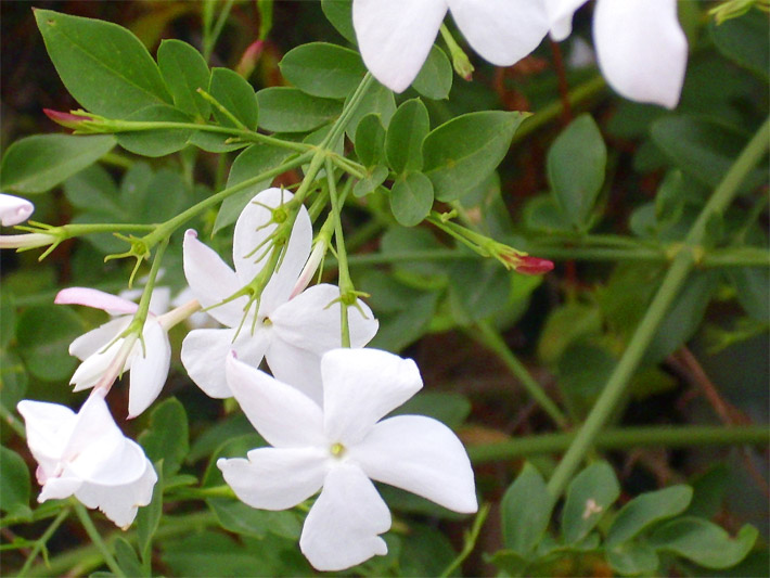 Weiße Blüten vom Echten oder auch Gewöhnlichen Jasmin