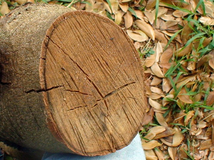 Mittelbraunes Stück Jatoba-Holz mit Rinde und Schnittfläche mit Durchmesser von etwa zwanzig Zentimetern