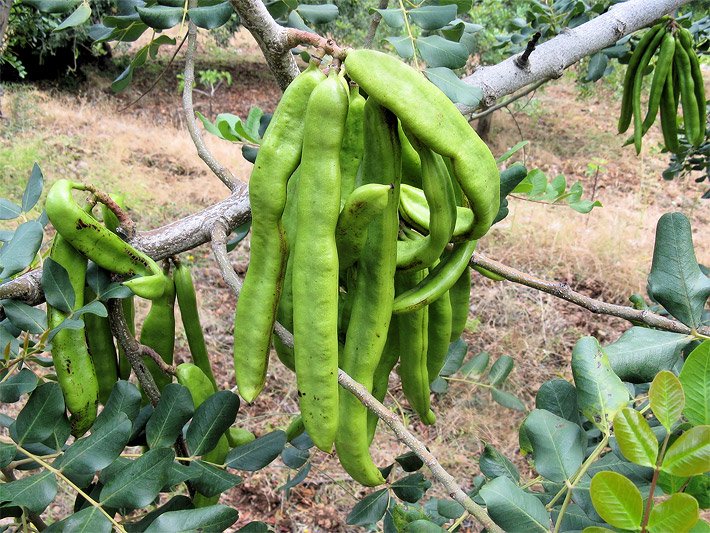 Hellgrüne Früchte vom Johannisbrotbaum an einem Zweig, aus deren Fruchtfleich Carob zum Essen hergestellt wird