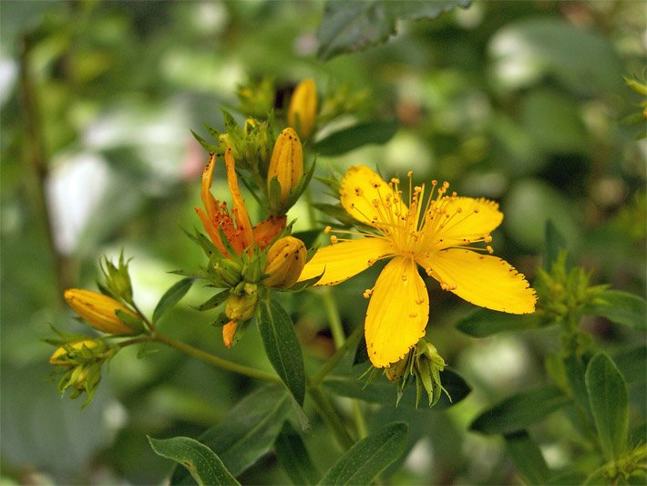 Gelbe Blüte von einem Echten Johanniskraut, botanischer Name Hypericum perforatum, auf einer Wiese