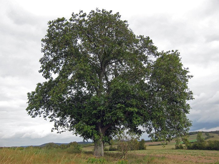 Freistehender Walnuss-Baum
