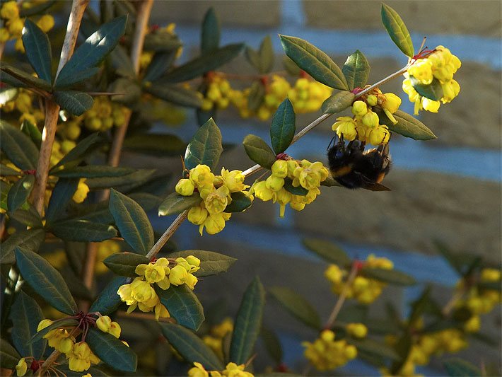 Gelbe Blüten einer Julianes Berberitze, botanischer Name Berberis julianae, mit einer Hummel