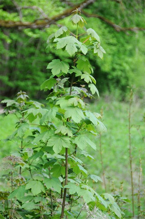 Junger, kleiner Ahornbaum der Art Bergahorn bzw. Acer platanoides