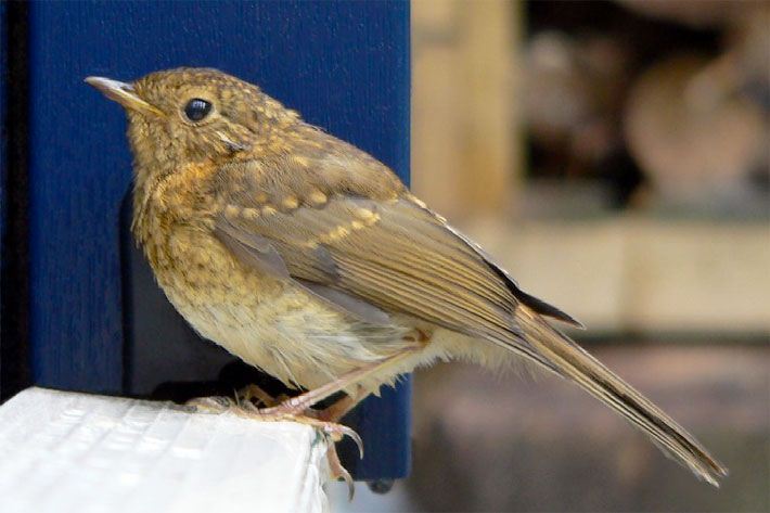 Junges Rotkehlchen, faunisch Erithacus rubecula