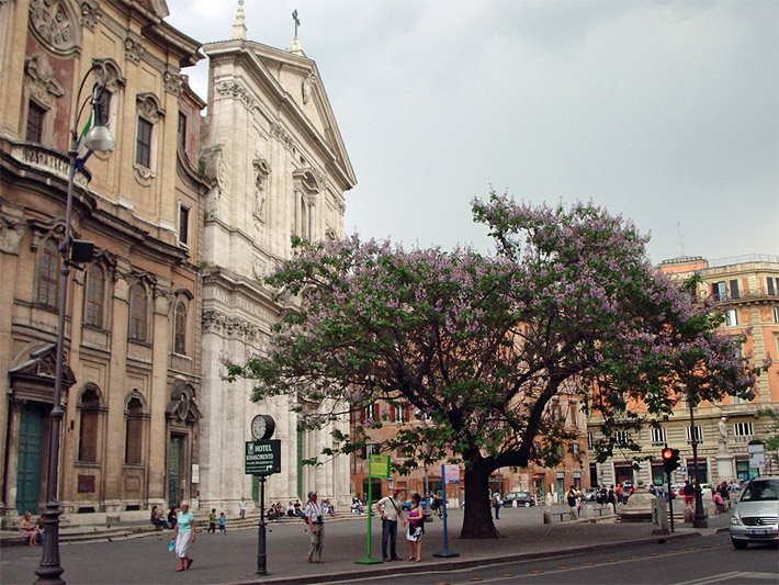 Blühender Kaiserbaum in der Innenstadt von Rom