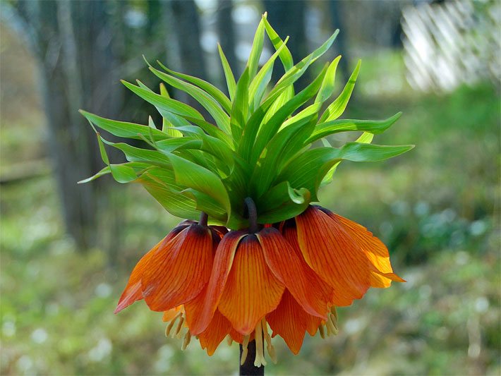 Hängende orange Blüte von einer Kaiserkrone, botanischer Name Fritillaria imperialis, mit üppiger Krause aus spitzen, in die Höhe ragenden grünen Blättern im Garten