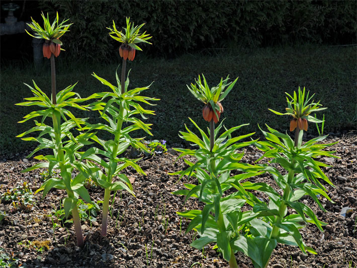 Vier orange blühende Kaiserkronen, botanischer Name Fritillaria imperialis, in einem Blumenbeet