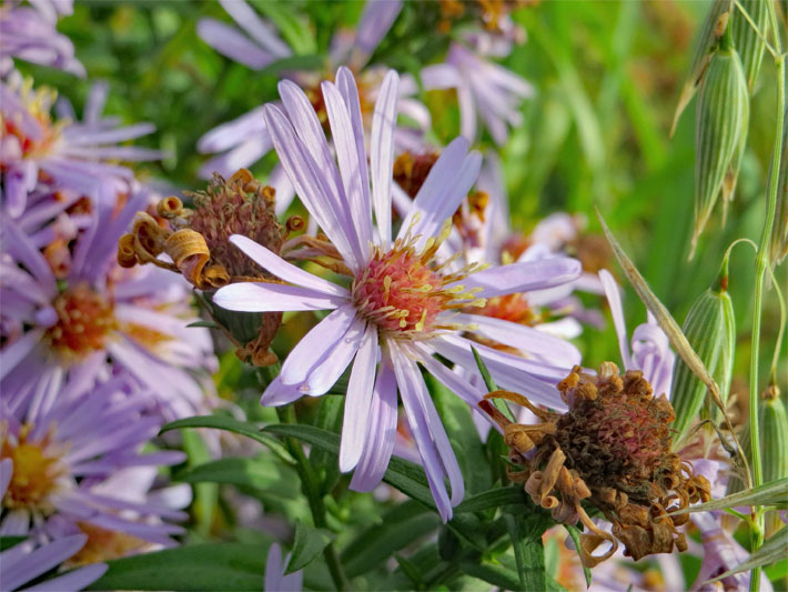 Blau-violette Blüte von einer Berg-/Kalk-Aster, botanischer Name Aster amellus, mit orange-rotem Körbchen-Blütenstand