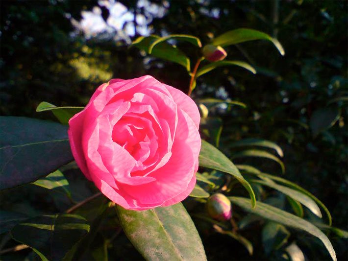 Rosa Blüte der gefüllten Sorte einer Kamelie, botanischer Name Camellia japonica
