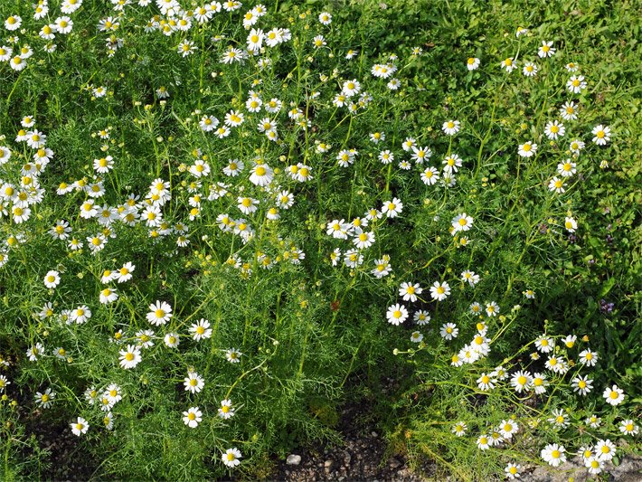 Echte Kamillen-Pflanzen in einem Kräuterbeet mit weißen Blüten und goldgelber Blütenmitte