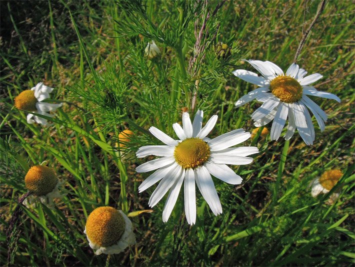 Gelb-weiße Kamillenblüten auf einer Wiese, die Margeriten oder Gänseblümchen ähneln, allerdings nicht von der Größe her