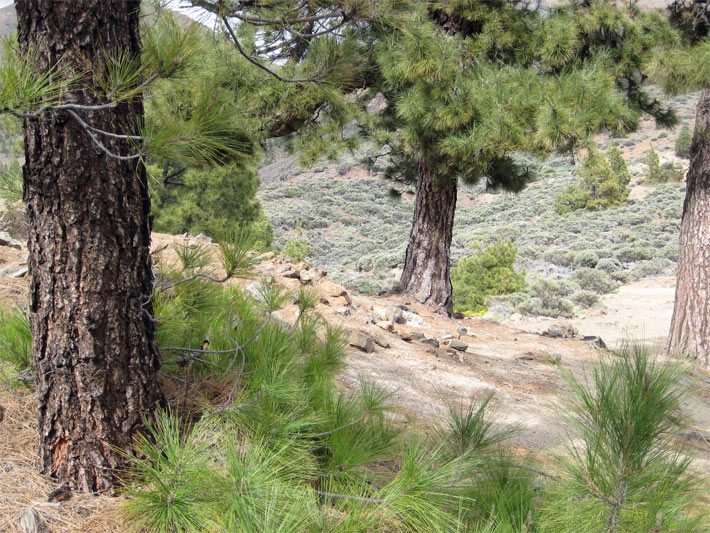 Wildwachsende Kanarische Kiefern auf Teneriffa mit langen Nadeln auf dem Land