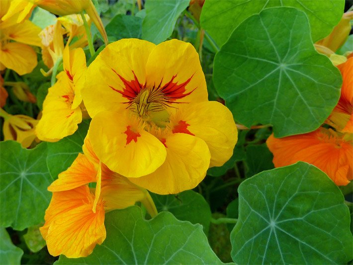 Große Kapuzinerkresse mit gold-gelben Blüten sowie oranger Blüte im Hintergrund und rundlichen, grünen Blättern in einem Kräuterbeet