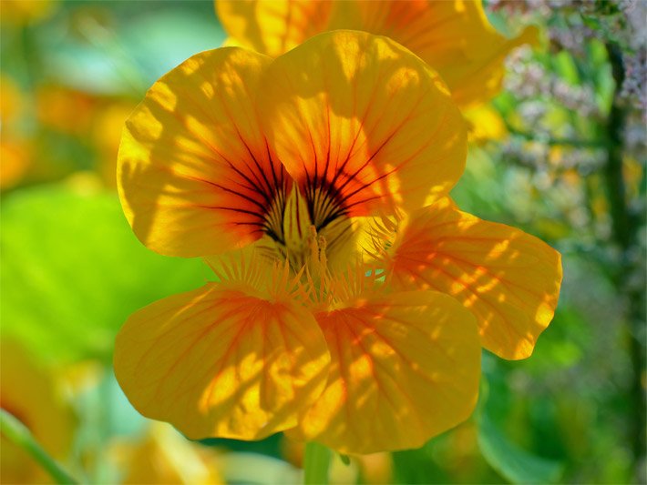 Honiggelbe Blüte einer Großen Kapuzinerkresse, botanischer Name Tropaeolum majus, mit orangem Rachen und schwarzen Streifen 