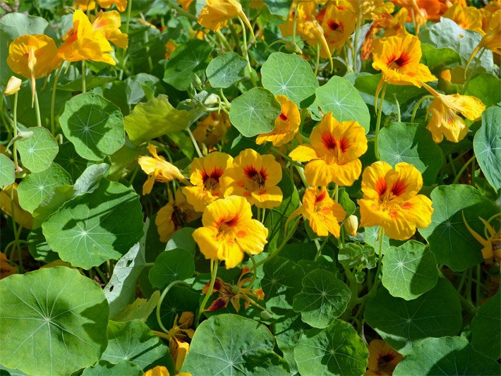 Großaufnahme von honig-gelben Kapuzinerkresseblüten, botanischer Name Tropaeolum majus, die als Rachenblüten ausgebildet sind mit fünf gelben Blüten-Blättern und orange-schwarz gemustertem Blütenrachen