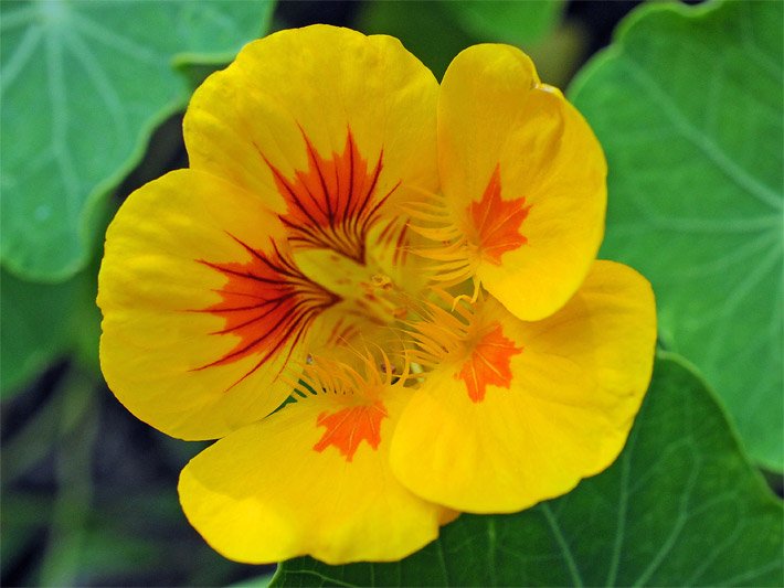 Geöffnete gelbe Kapuzinerkressenblüte, botanischer Name Tropaeolum majus, in Form einer Rachenblume