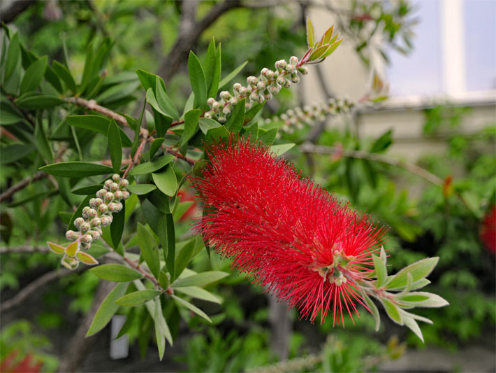 Leuchtend rot blühender, bürsten-/pinselförmiger Karminroter Zylinderputzer, botanischer Name Callistemon citrinus