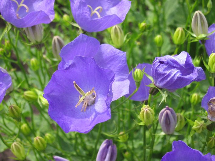Violette Blüten einer Karpaten-Glockenblume, botanischer Name Campanula carpatica