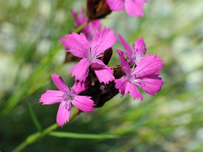 Tellerblüten mit blass-magenta-farbener Blüten-Farbe einer Kartäusernelke, botanischer Name Dianthus carthusianorum