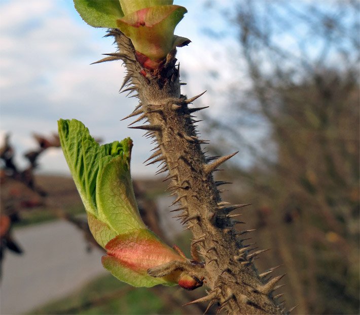 Ast einer Kartoffel-Rose, botanischer Name Rosa rugosa, mit kurzen, starken Stacheln und ersten Frühjahrs-Knospen