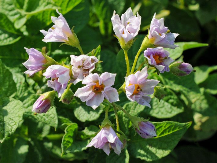 Mehrere Blüten einer Kartoffel-Pflanze, botanischer Name Solanum tuberosum, mit weiss-lila Farbe und gelben Staubbeuteln