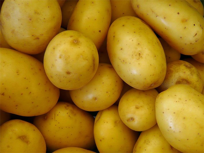 Ungeschälte, gewaschene Kartoffeln nach dem Ernten mit gelber Haut und kleinen braunen Punkten