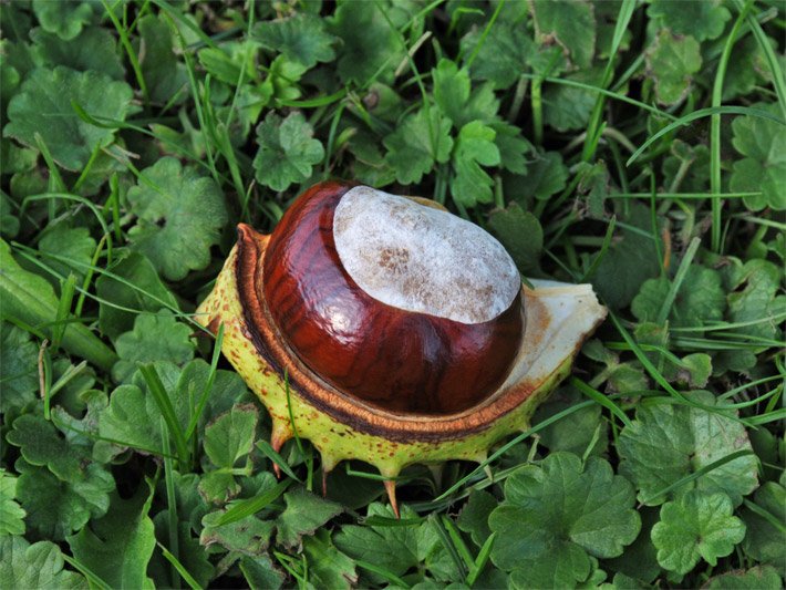 Geöffnete Kastanien-Frucht mit Nuss auf einer Gartenwiese