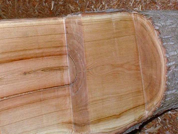 Seitlich angeschnittener Holz-Stamm einer Kastanie